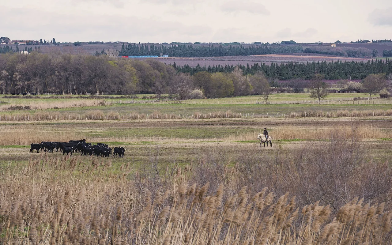 Paysage illustrant le dossier solaire de Vauvert